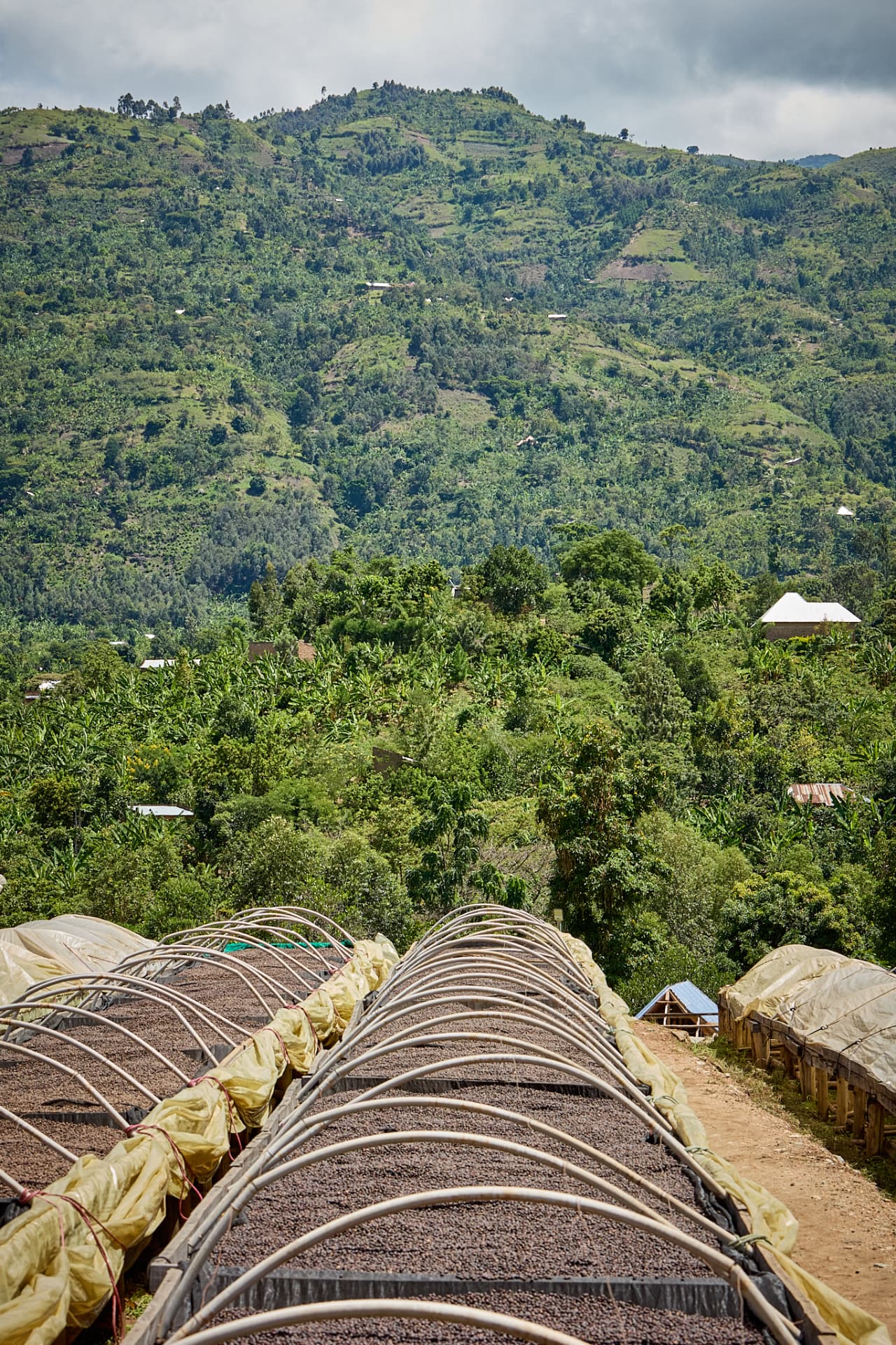 Coffee drying above the Rwenzori landscape in Uganda