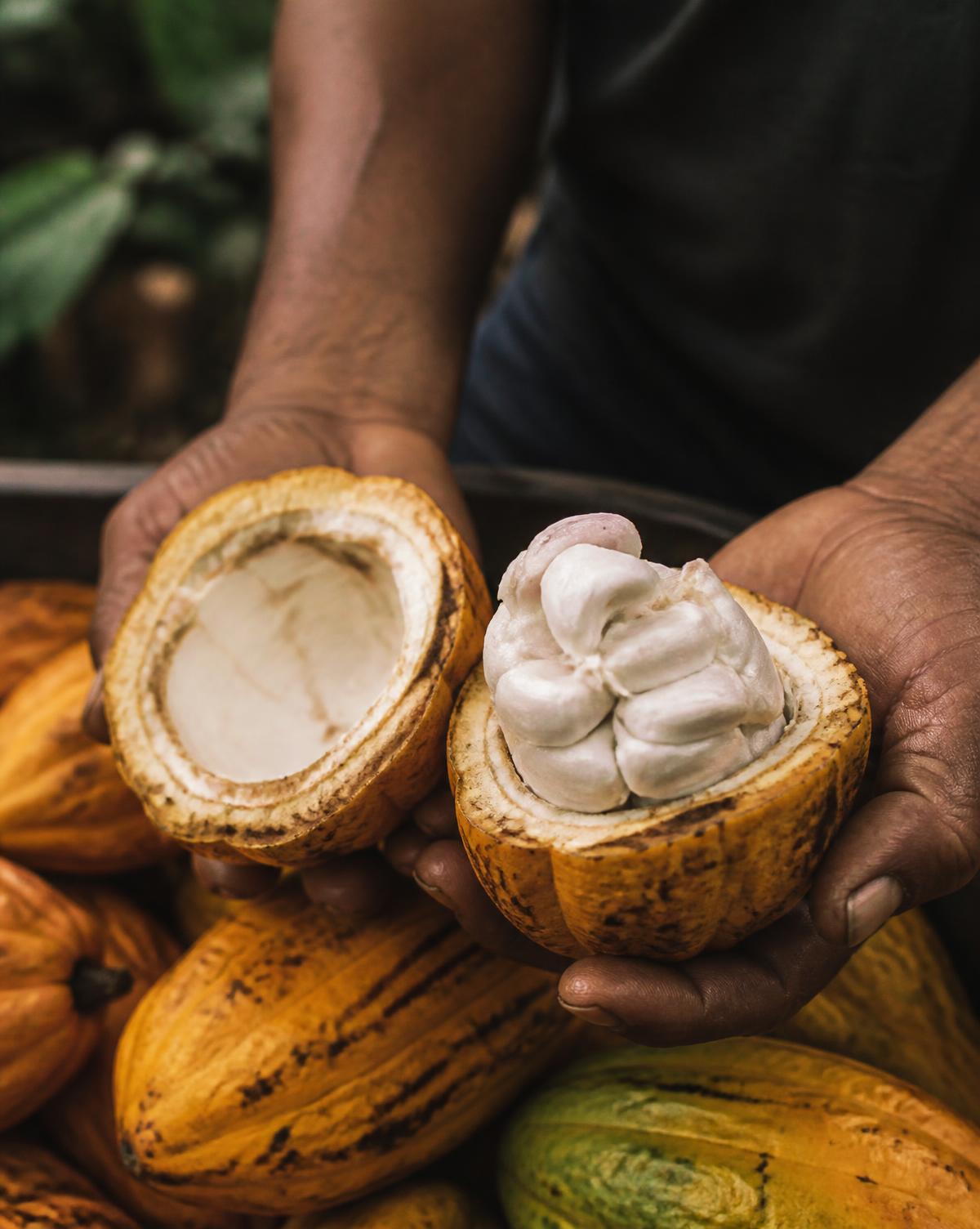 An opened cacao pod held in two hands